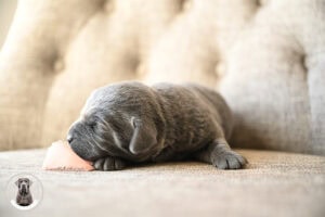 Charcoal Female- Only One in Litter