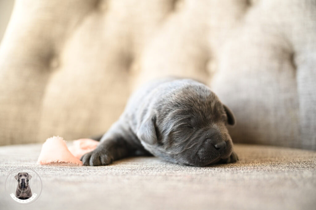 Adorable gray Labrador puppy sleeping on a beige sofa in Massachusetts.