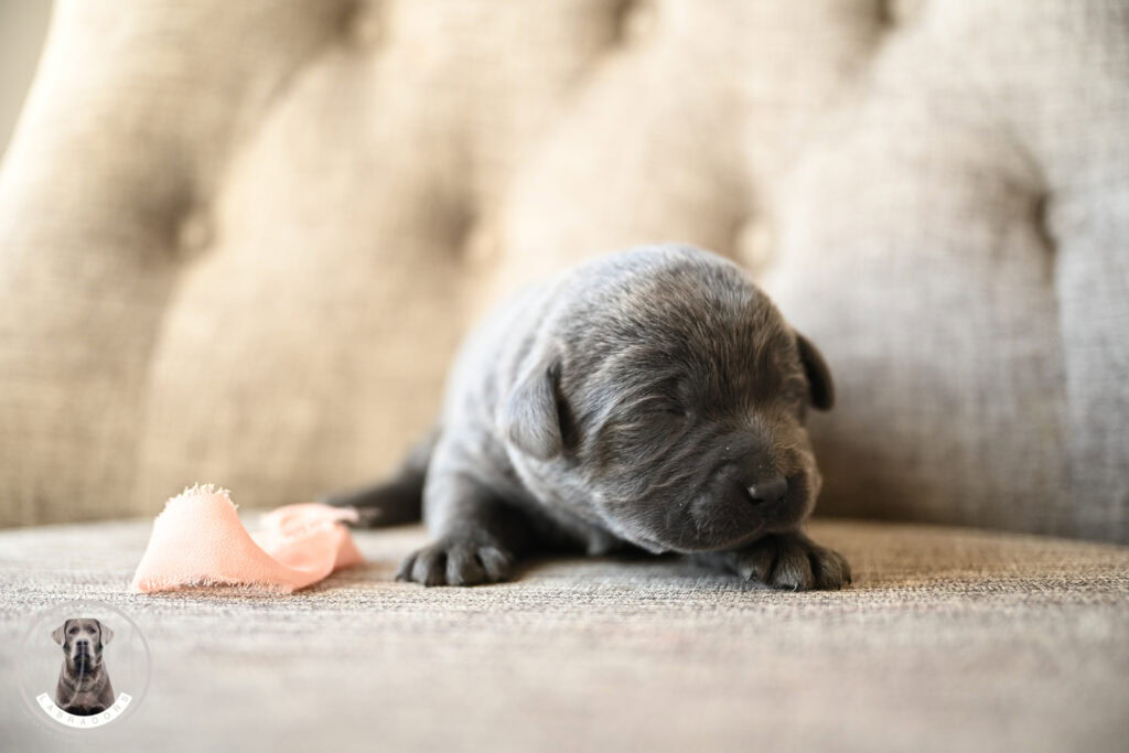 Adorable newborn Labrador puppy sleeping on a soft surface in Massachusetts.