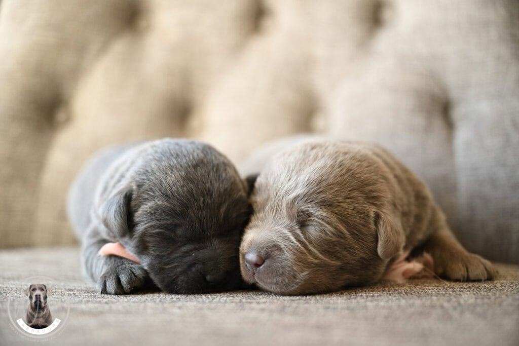 Adorable Labrador Retriever puppies sleeping on a soft surface in Massachusetts.