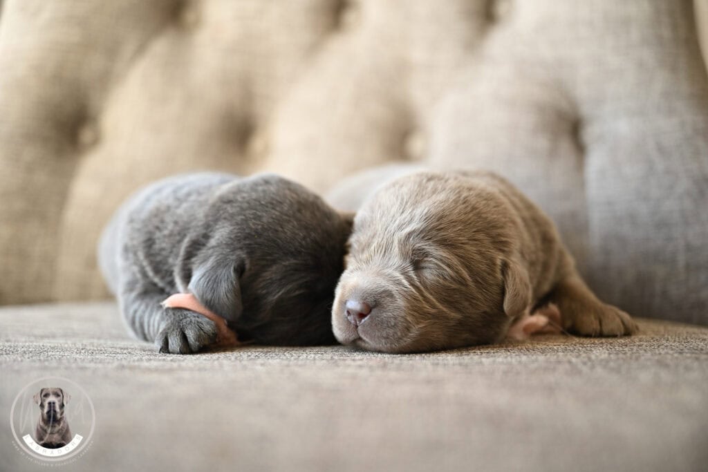 Adorable newborn Labrador puppies sleeping on a soft couch in Massachusetts, USA.