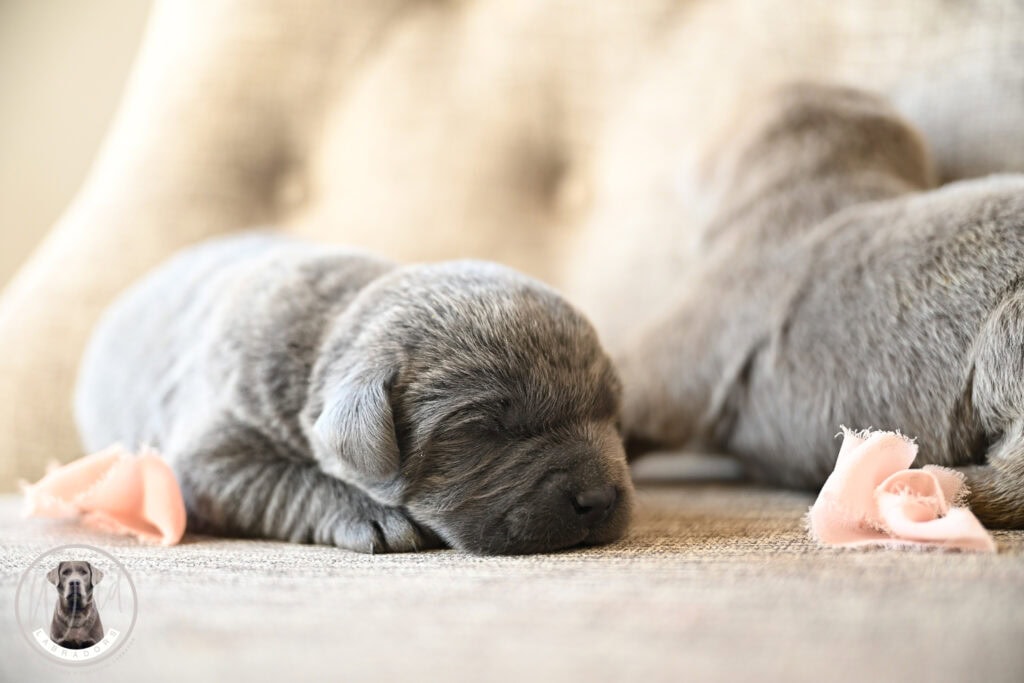Adorable gray Labrador puppy sleeping on a beige couch in Massachusetts.
