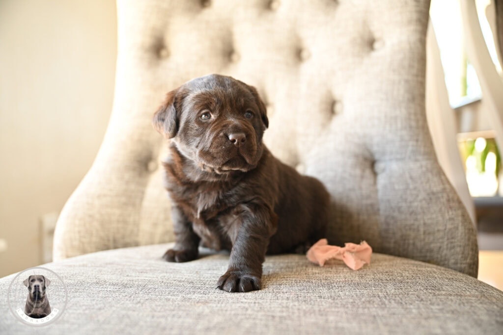 Adorable chocolate Labrador puppy sitting on a beige armchair in Massachusetts, USA.