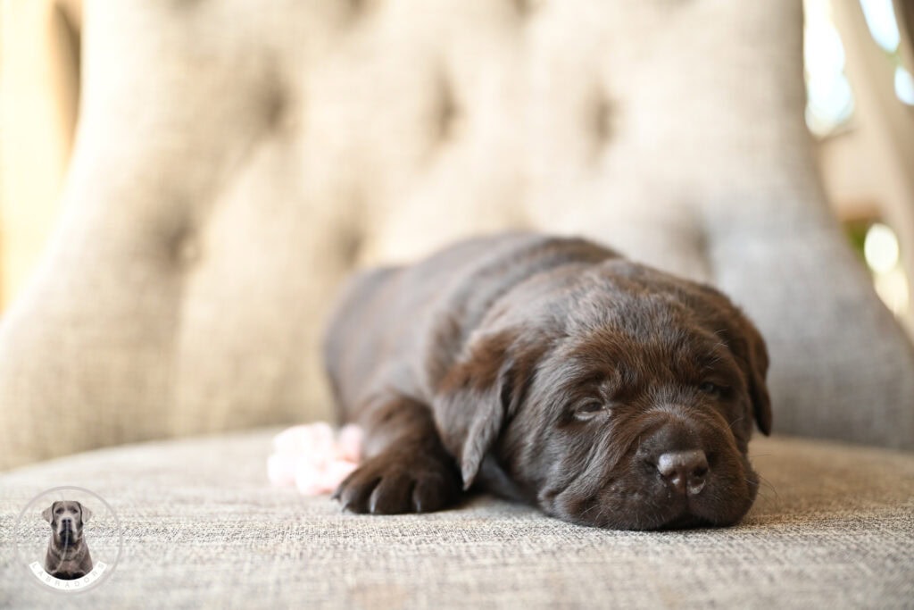 Adorable chocolate Labrador puppy sleeping on a cozy beige sofa in Massachusetts.