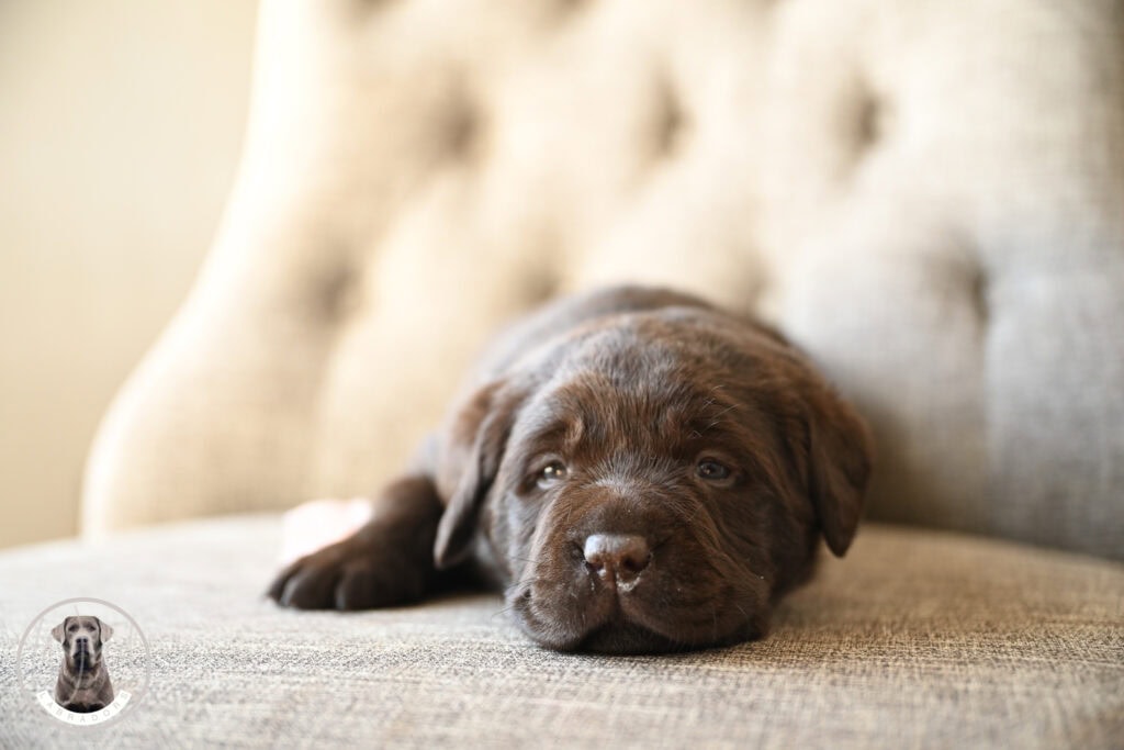 Adorable chocolate Labrador puppy lying on a sofa in Massachusetts, USA.