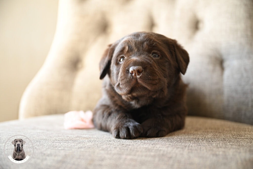 Labrador Retriever puppy lying on a sofa in Massachusetts, adorable and playful.