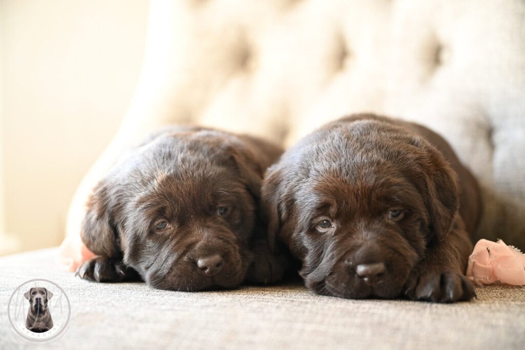 Adorable Labrador Retriever puppies lying on a soft surface in Massachusetts.