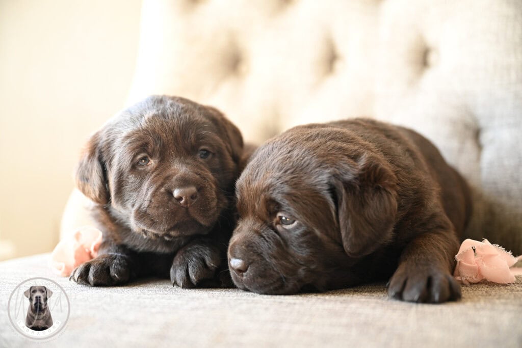 Adorable chocolate Labrador Retriever puppies lying on a sofa in Massachusetts.