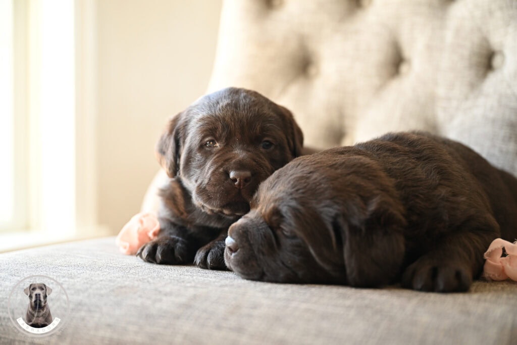 Adorable Labrador Retriever puppies resting on a soft surface in Massachusetts.