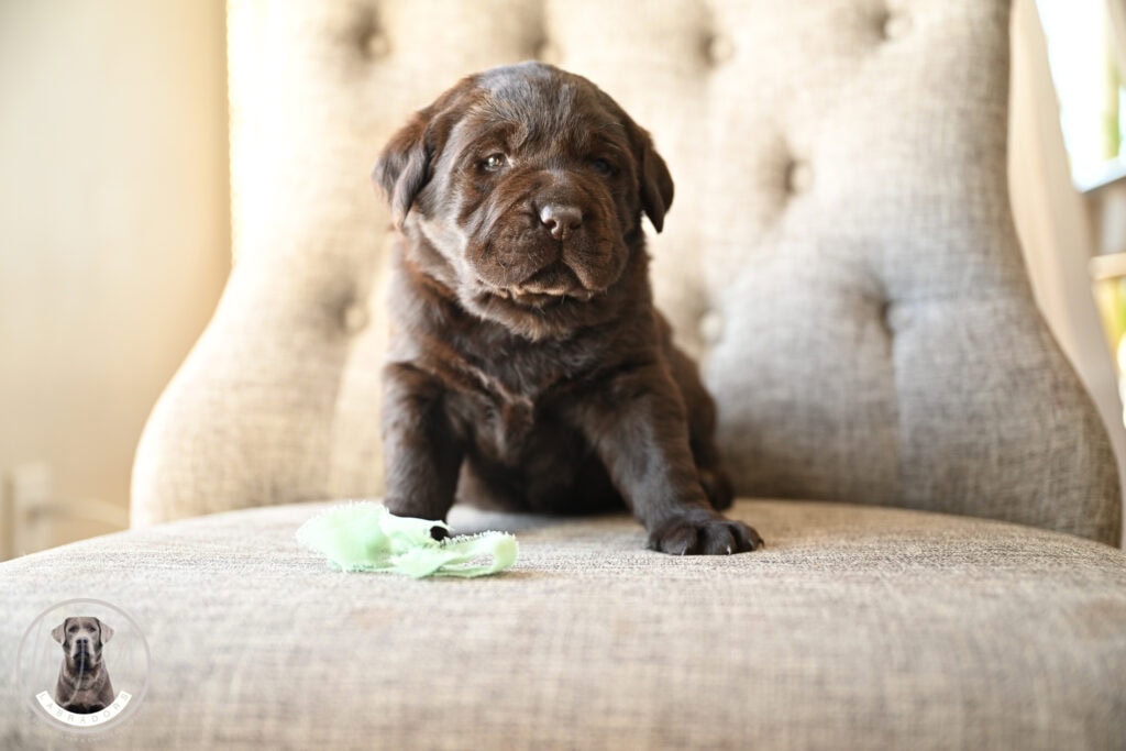 Labrador puppy sitting on a beige armchair in Massachusetts, adorable and playful.
