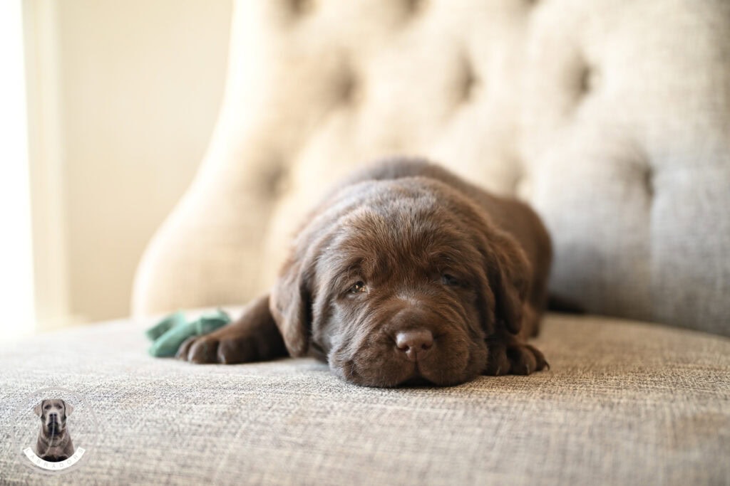 Adorable chocolate Labrador puppy lying on a beige sofa in Massachusetts.