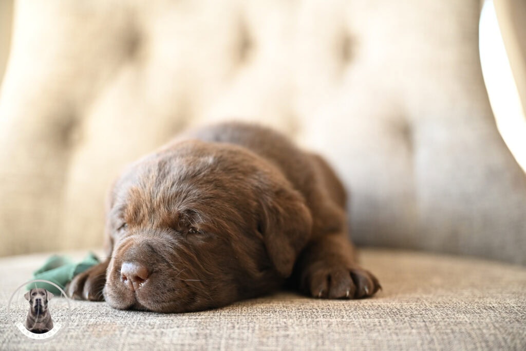 Adorable brown Labrador puppy sleeping on a beige couch in Massachusetts.