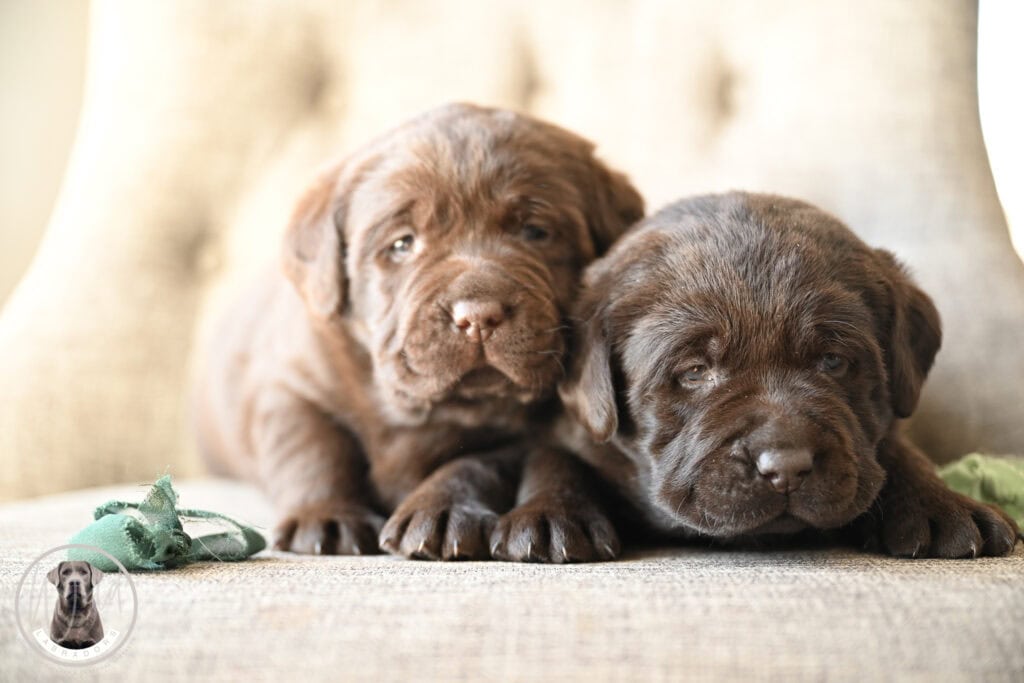 Adorable chocolate Labrador Retriever puppies from Wild Labradors in Massachusetts.