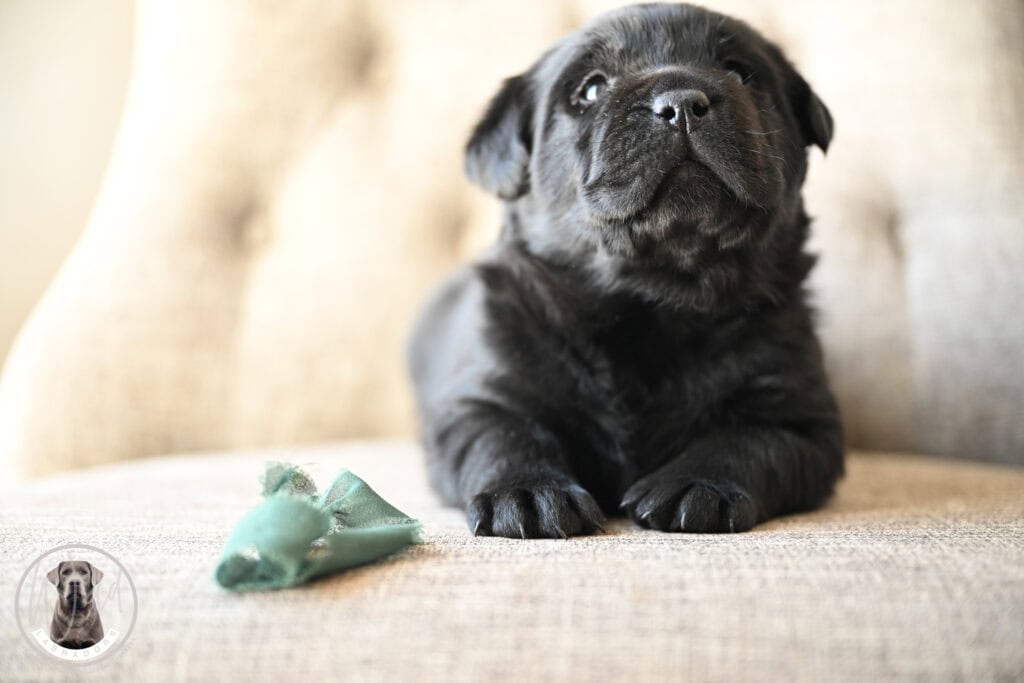 Black Labrador Retriever puppy lying on a sofa with a toy, adorable and playful.