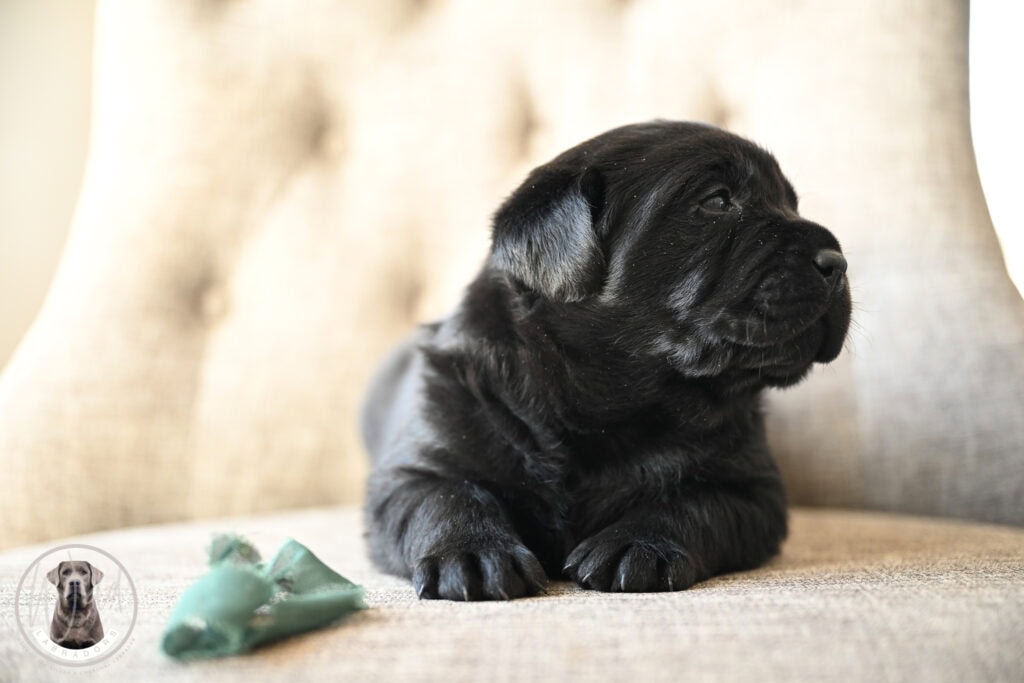 Black Labrador puppy lying on a beige sofa with a green toy in Massachusetts.