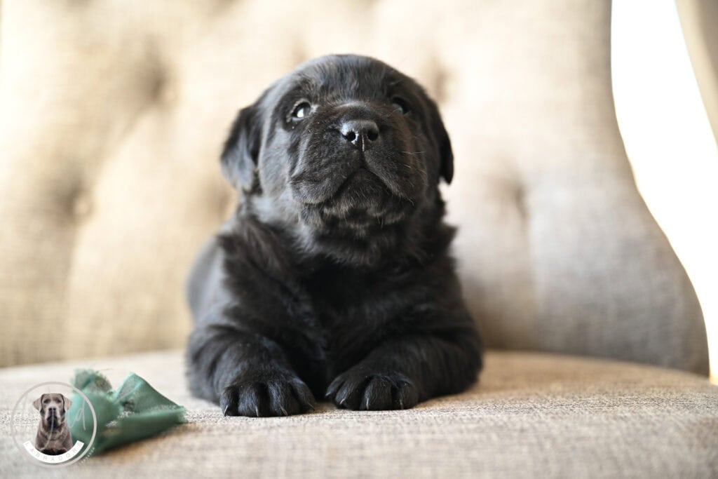 Black Labrador Retriever puppy lying on a sofa in Massachusetts, adorable and playful.