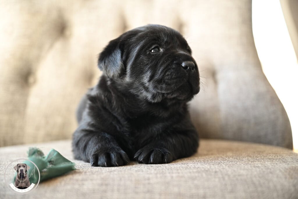 Adorable black Labrador puppy lying on a beige sofa in Massachusetts, USA.