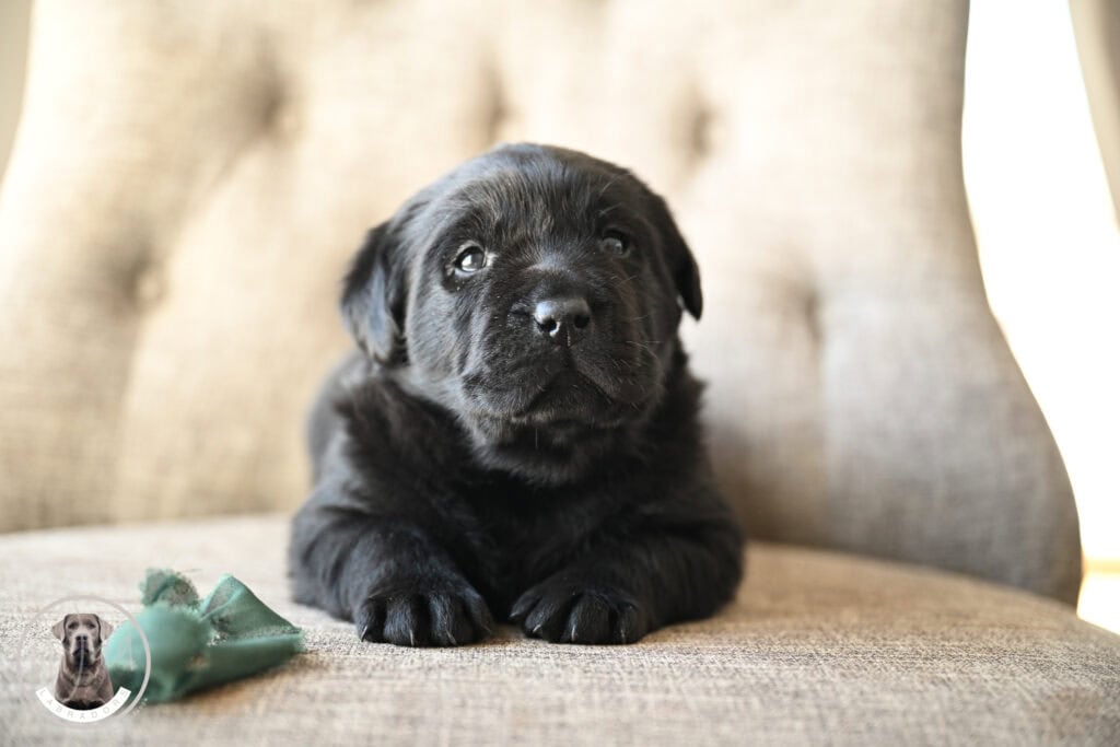Black Labrador Retriever puppy sitting on a beige chair in Massachusetts.