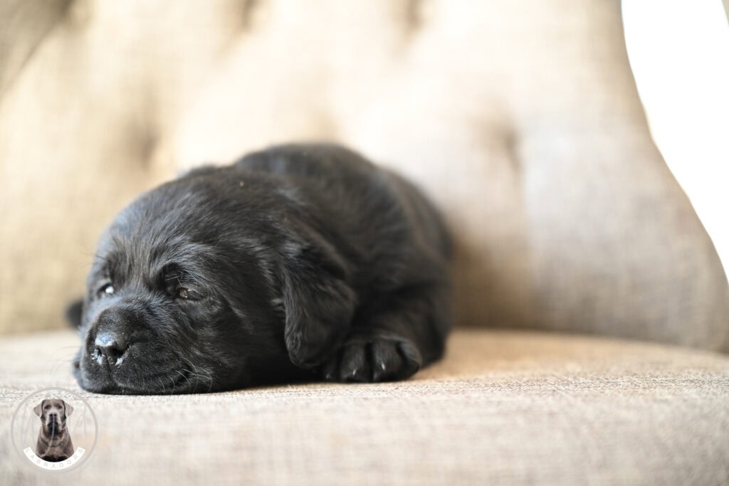 Adorable black Labrador puppy sleeping on a beige couch in Massachusetts.