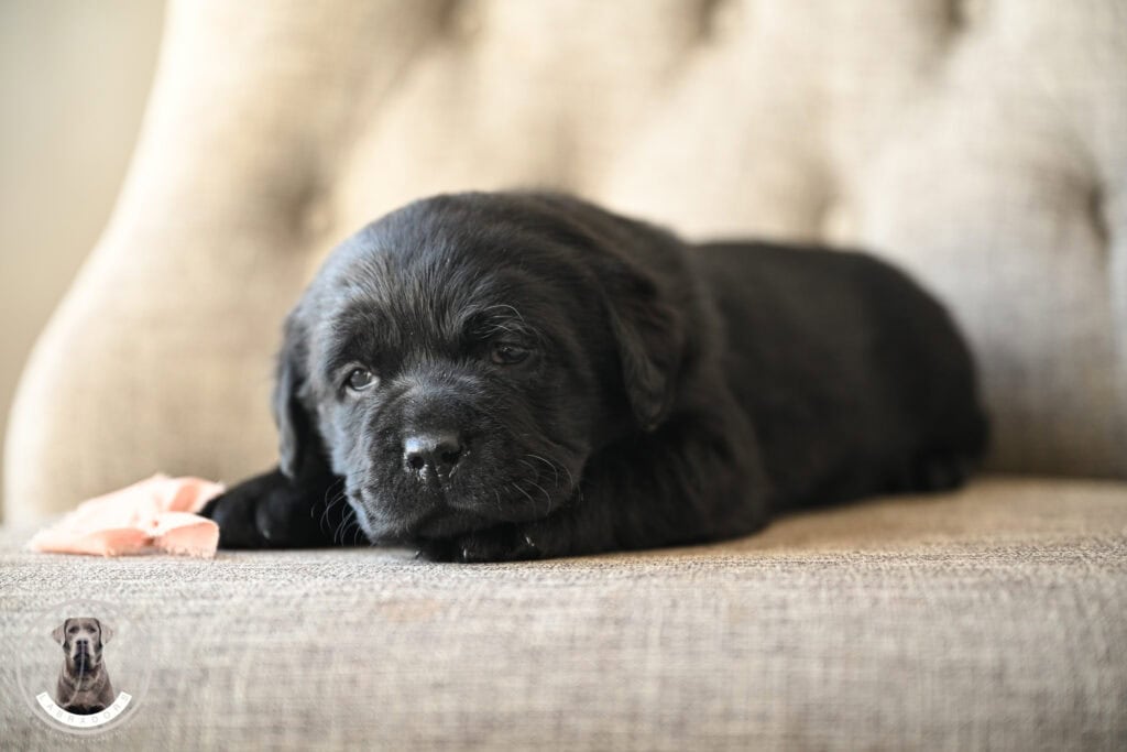 Black Labrador Retriever puppy lying on a sofa in Massachusetts, adorable and playful.