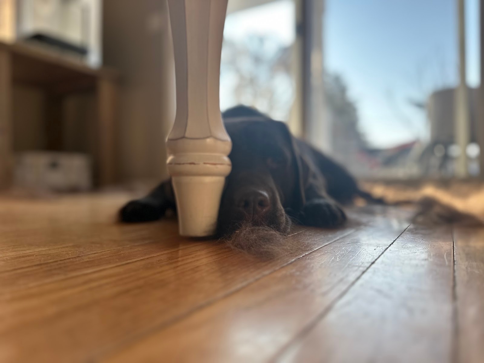 Which Labrador Sheds the Least?