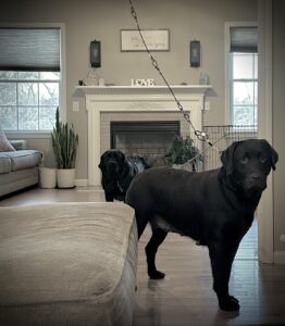 Tethering two dogs at wild labradors