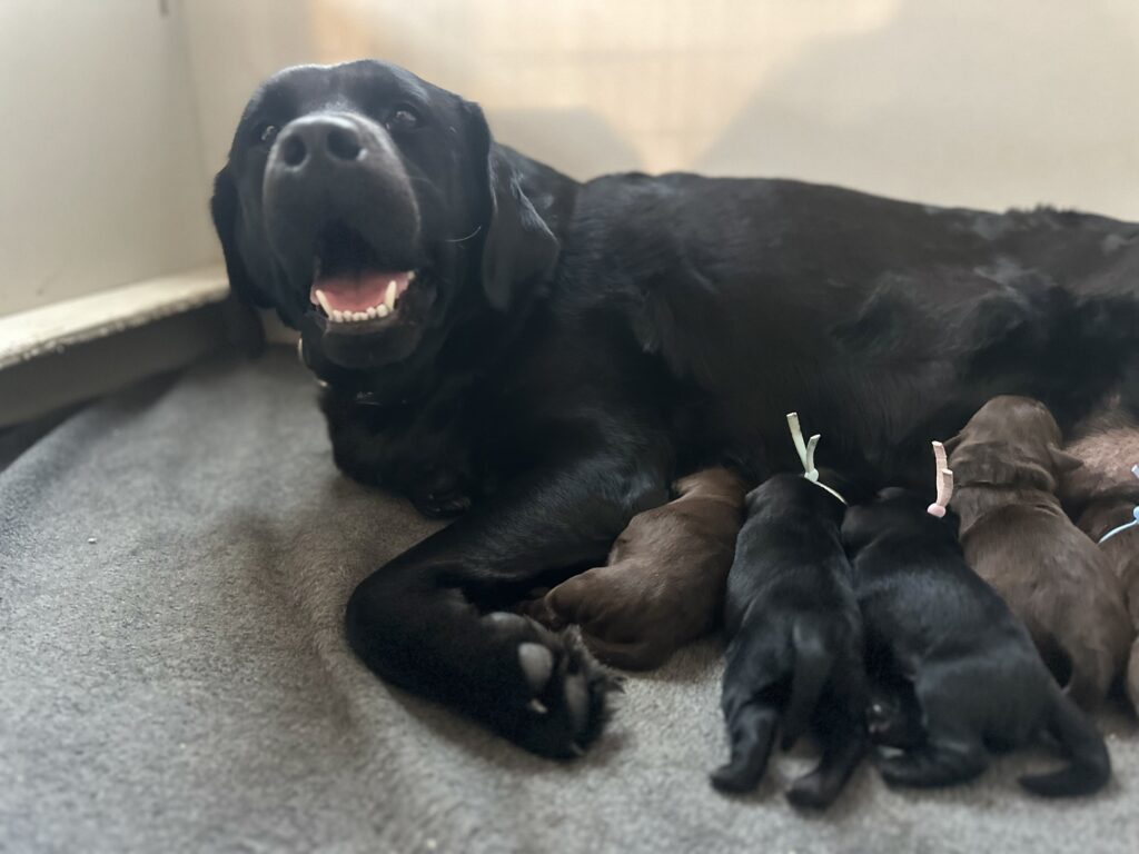 Black and chcolate new born puppies with mom