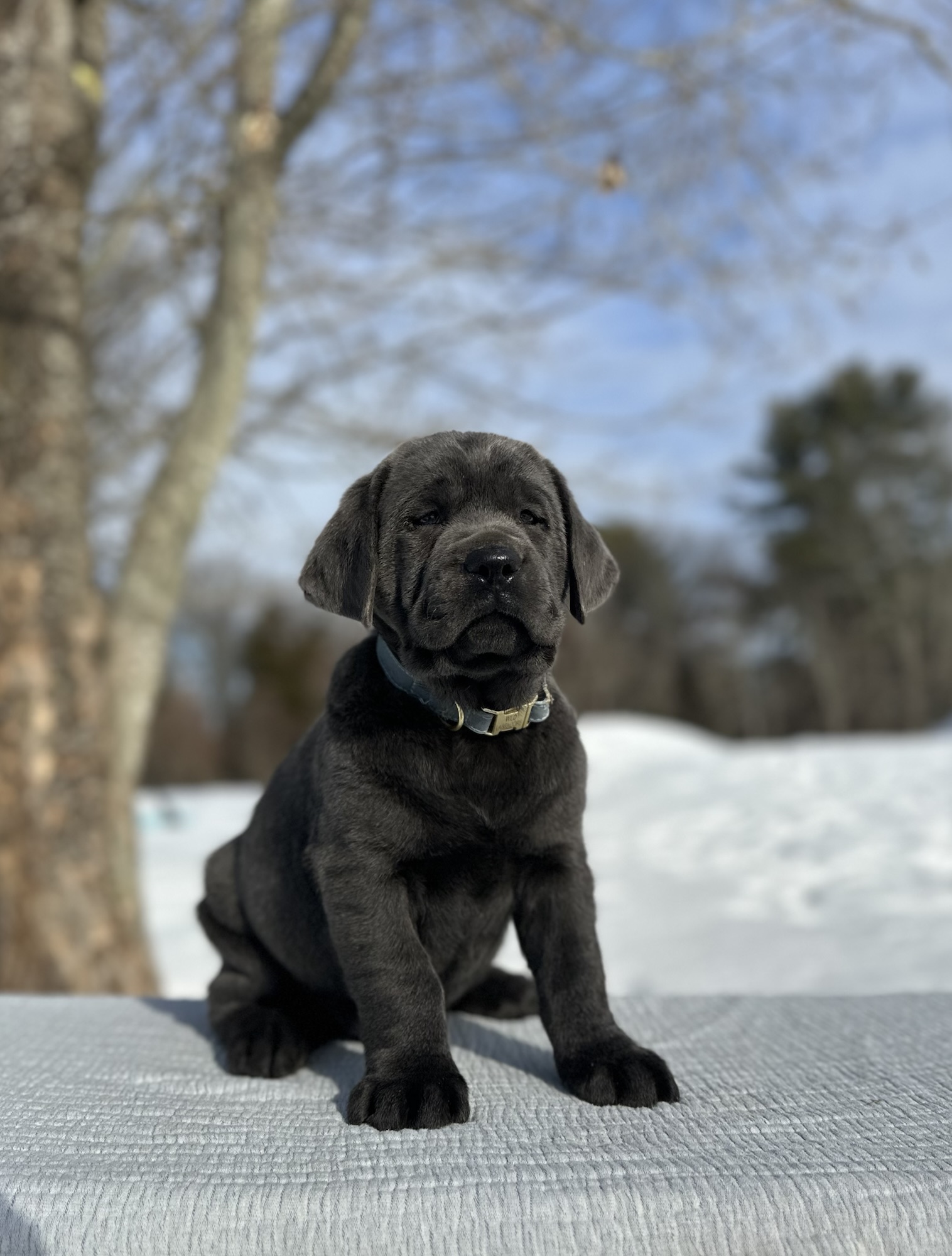 Ready Febuary 14th – Ebonys Charcoal Male 1st pick (2 Available)