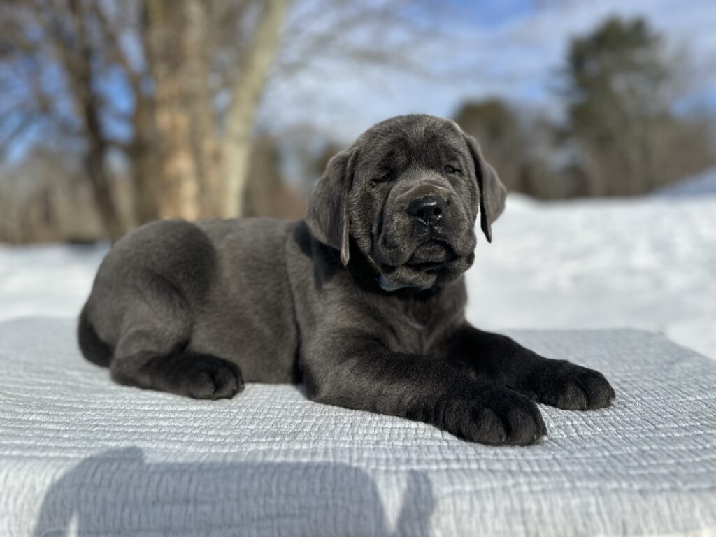 Ready Febuary 14th - Ebonys Charcoal Male 1st pick (2 Available)