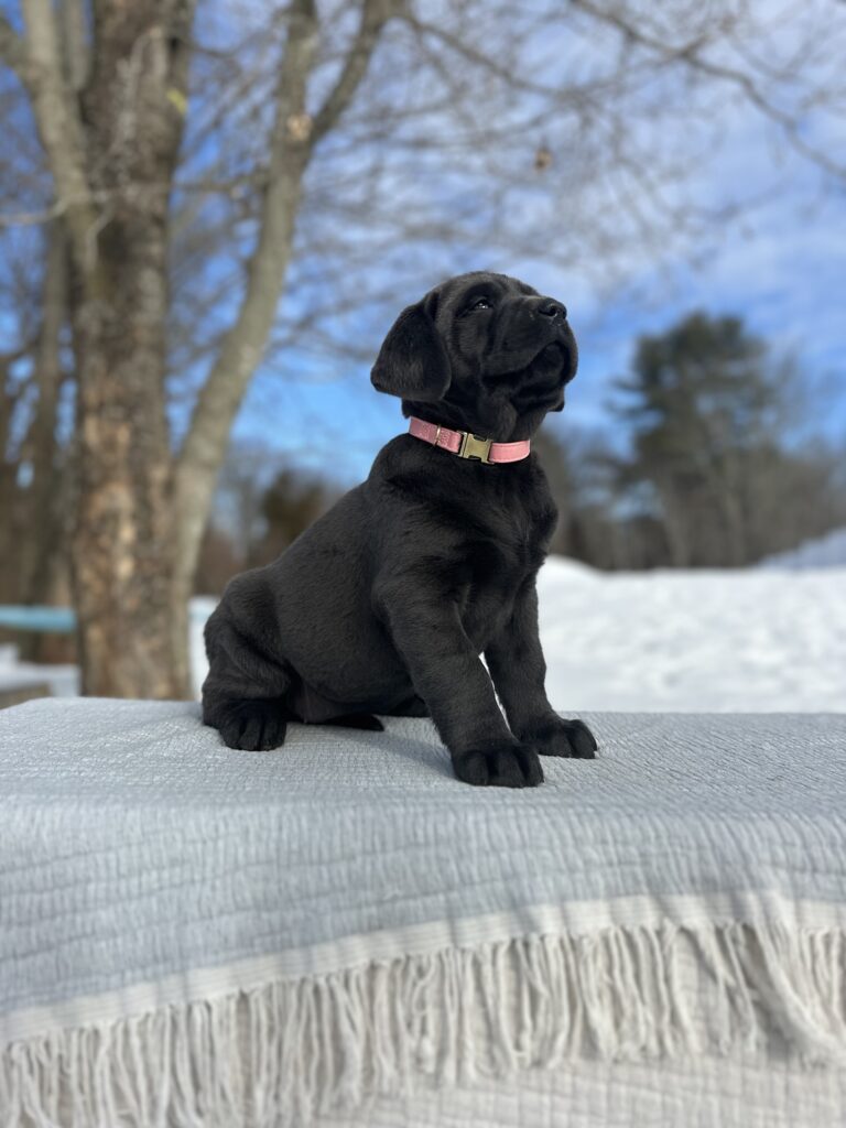 Athena - Available Febuary 14th