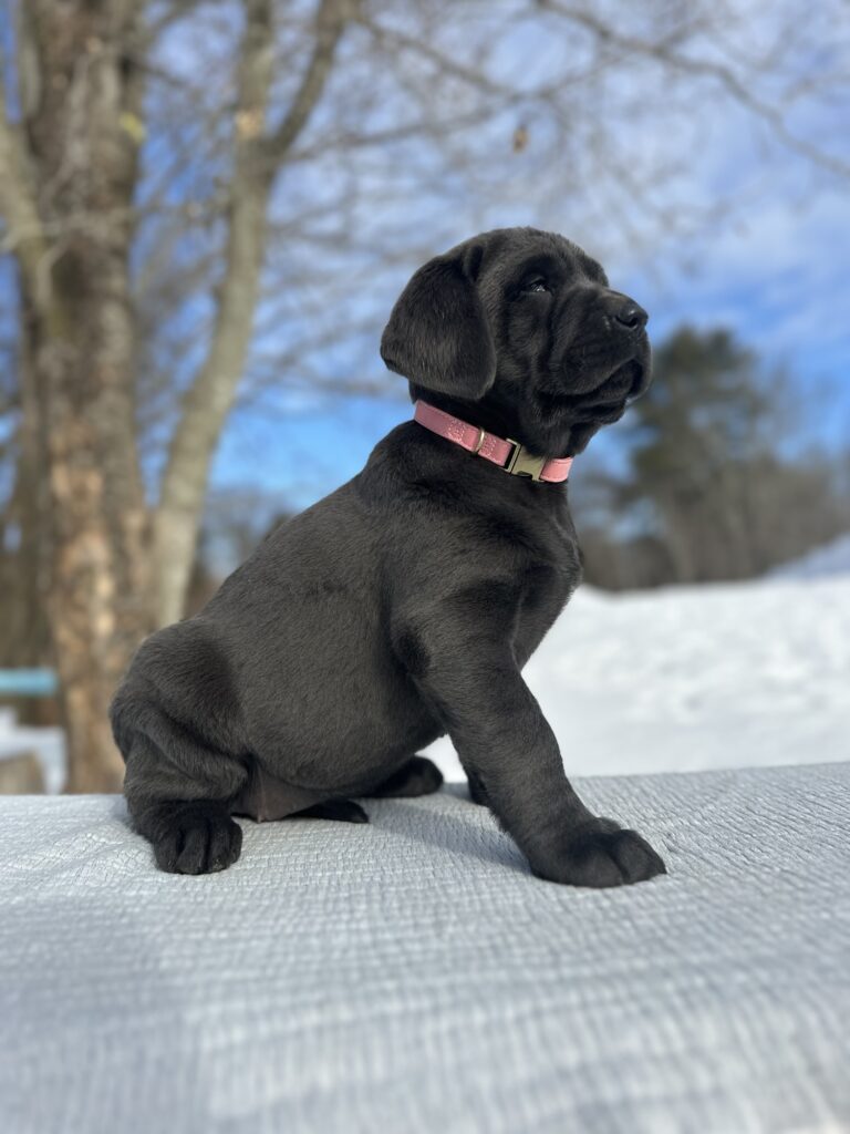 Athena - Available Febuary 14th