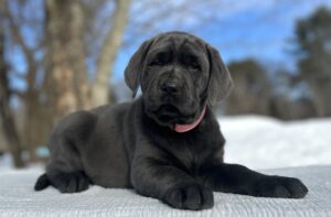 Athena – Available Febuary 14th