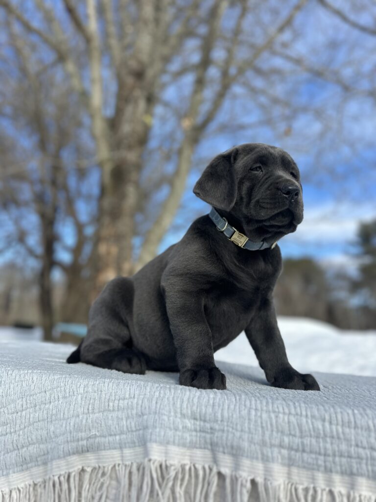 Tundra - Available Febuary 14th