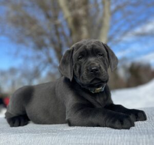 Tundra – Available Febuary 14th