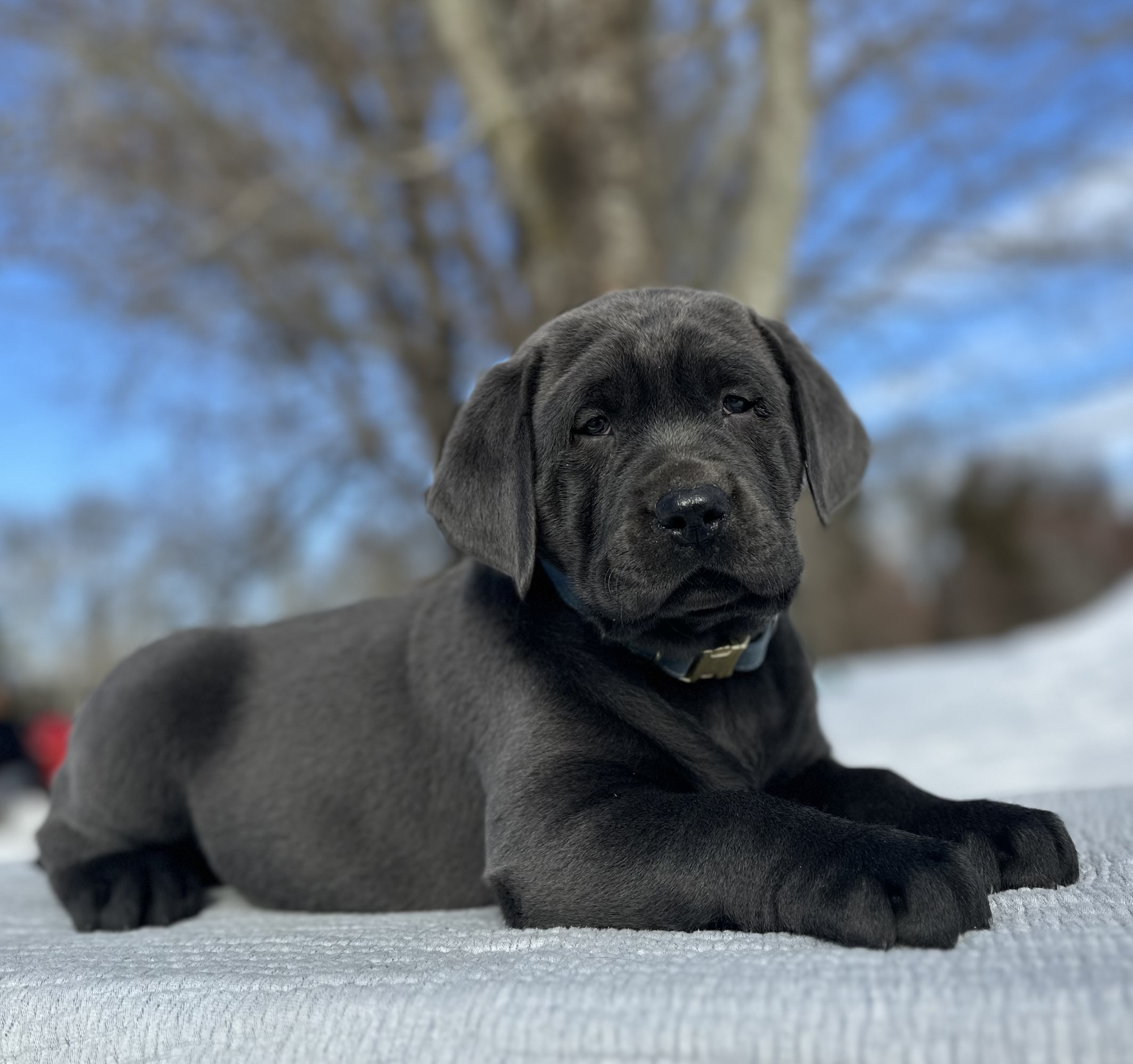 Tundra – Available Febuary 14th