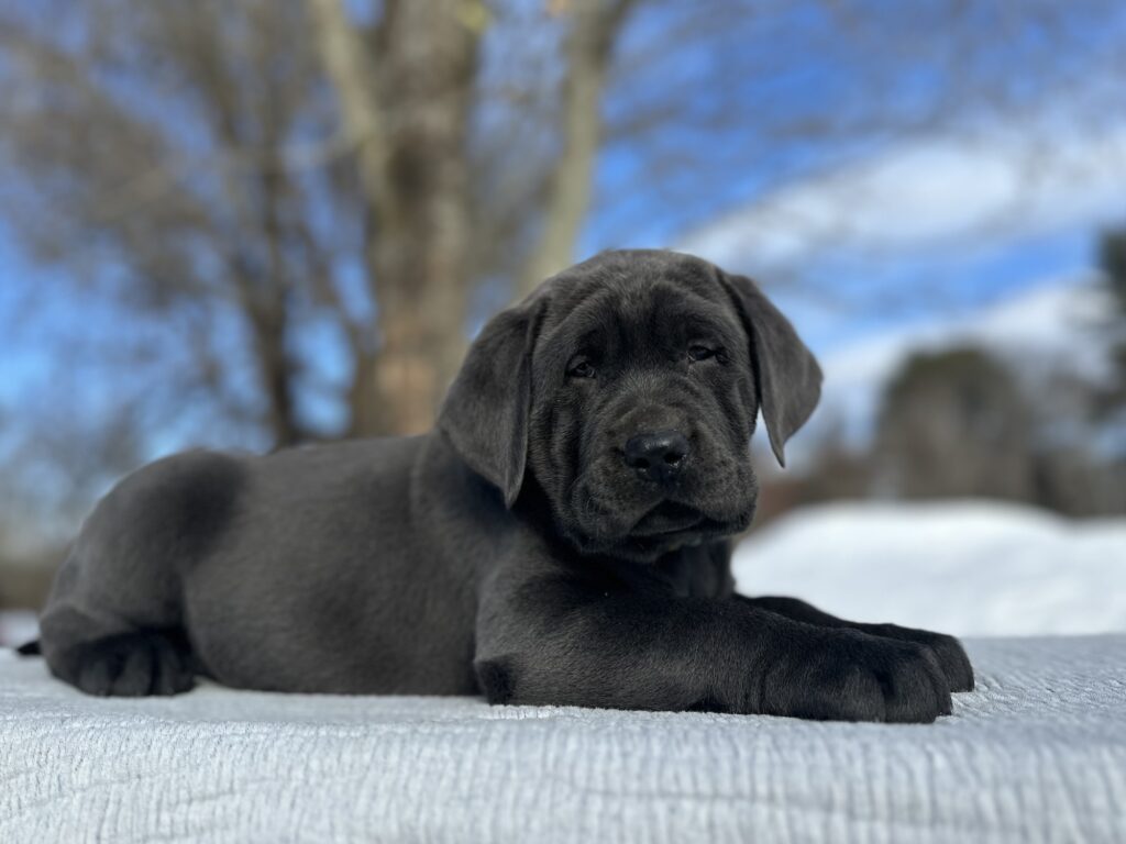 Tundra - Available Febuary 14th