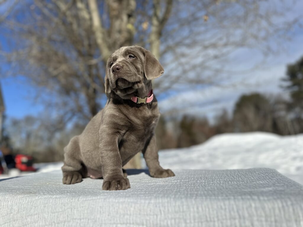 Sterling - Available Febuary 14th