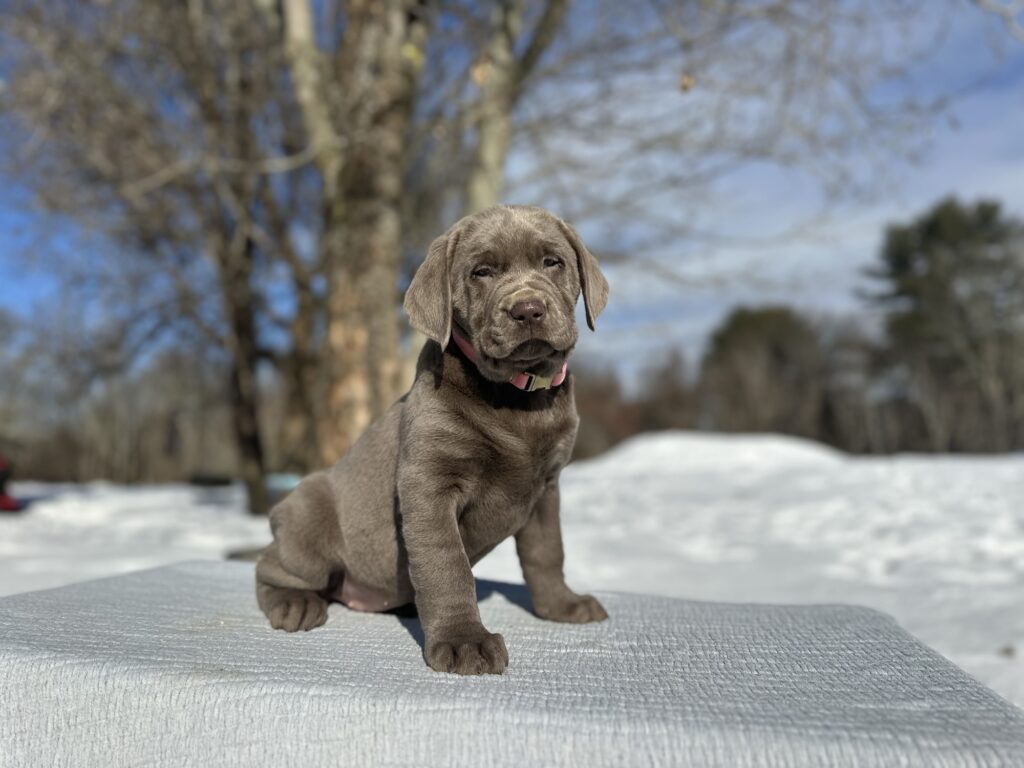 Sterling - Available Febuary 14th