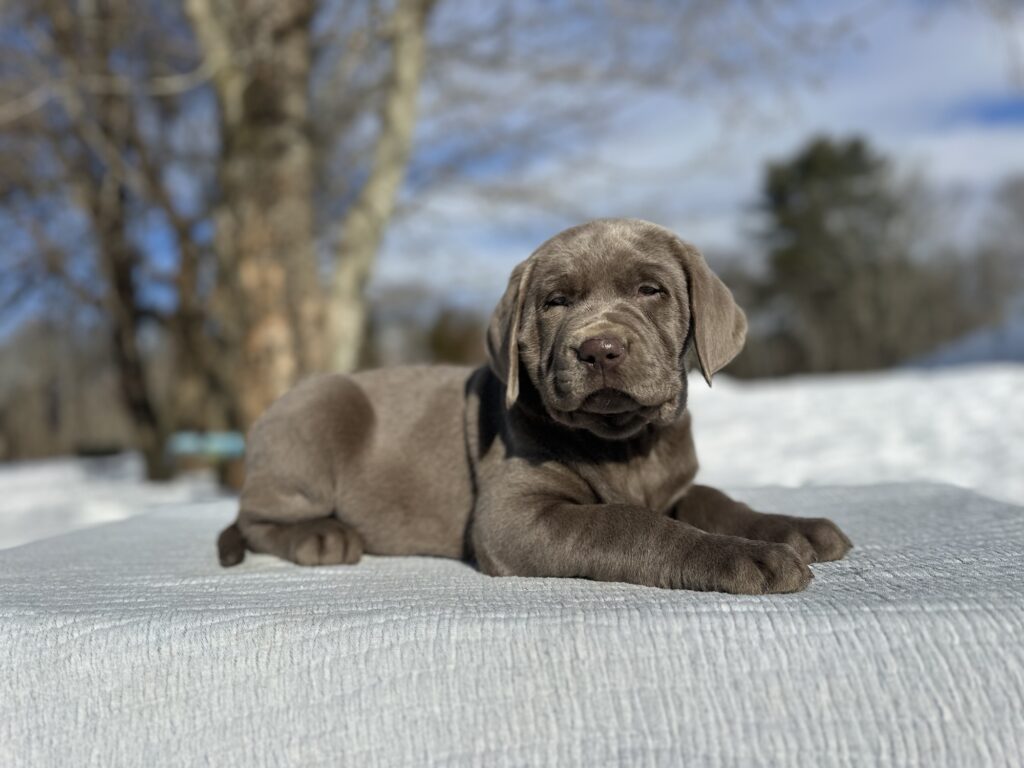 Sterling - Available Febuary 14th