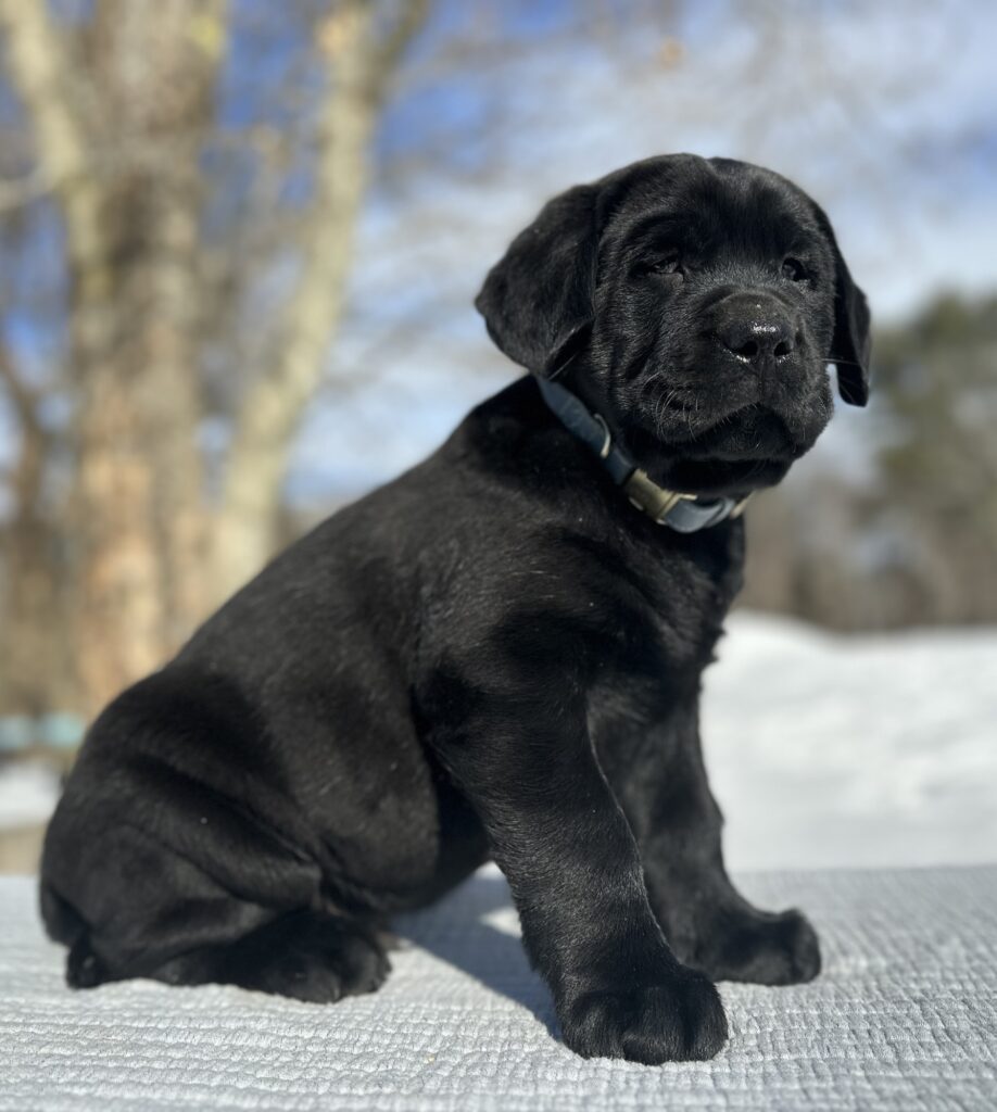 Wilber Black Male (Curly Tail)