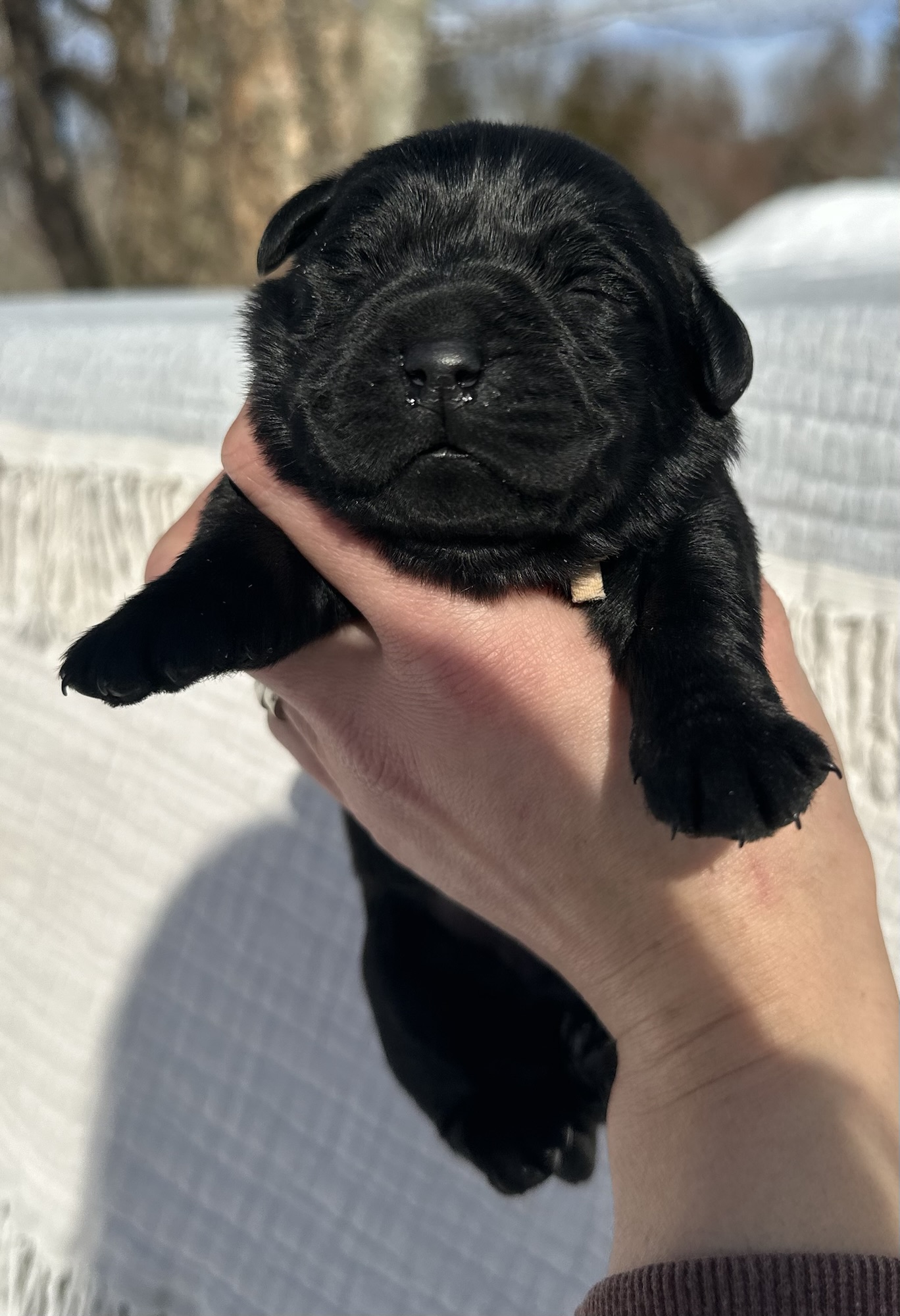 Black Female – Only One in Litter