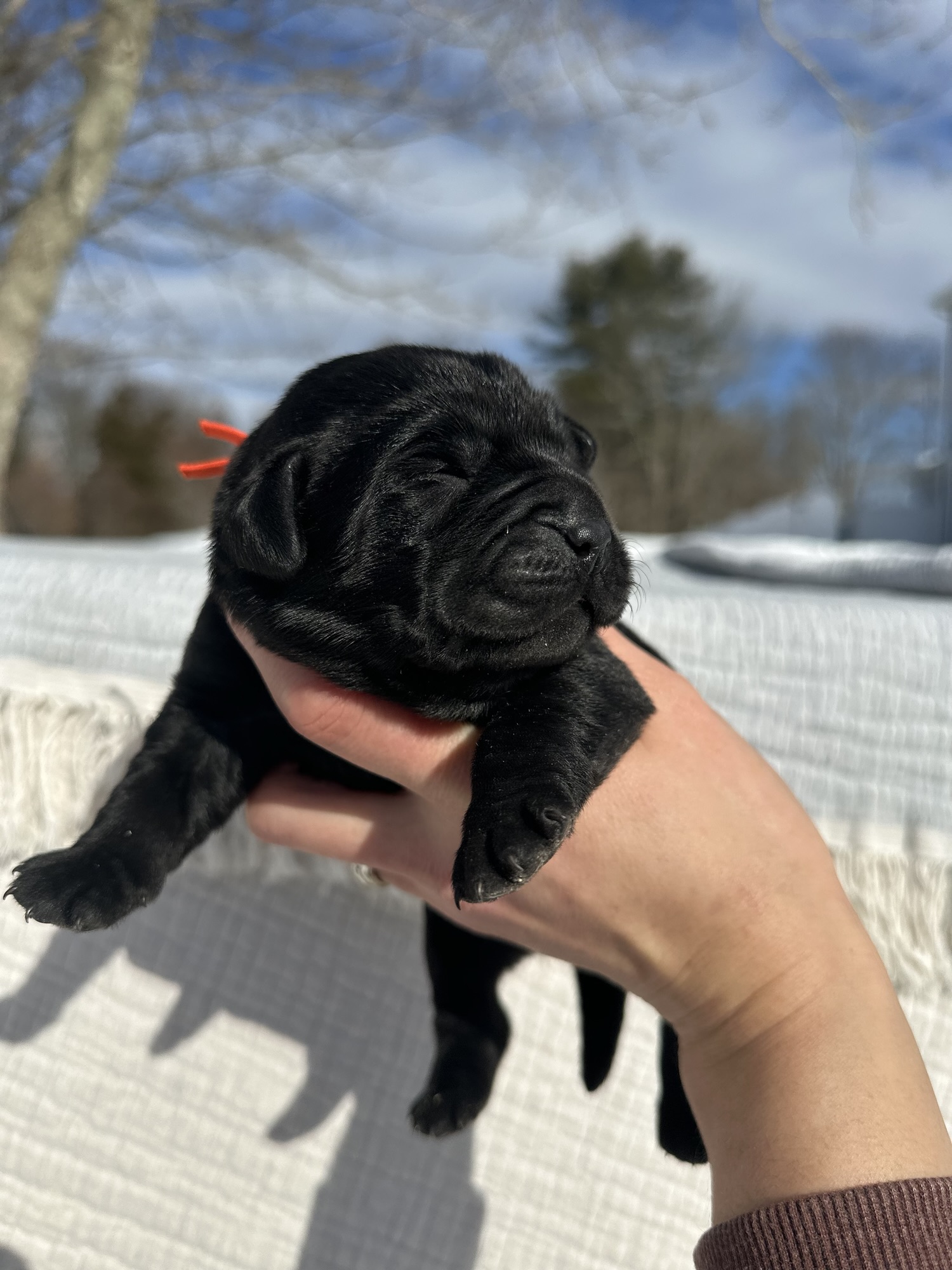 Black Male – Only One in Litter