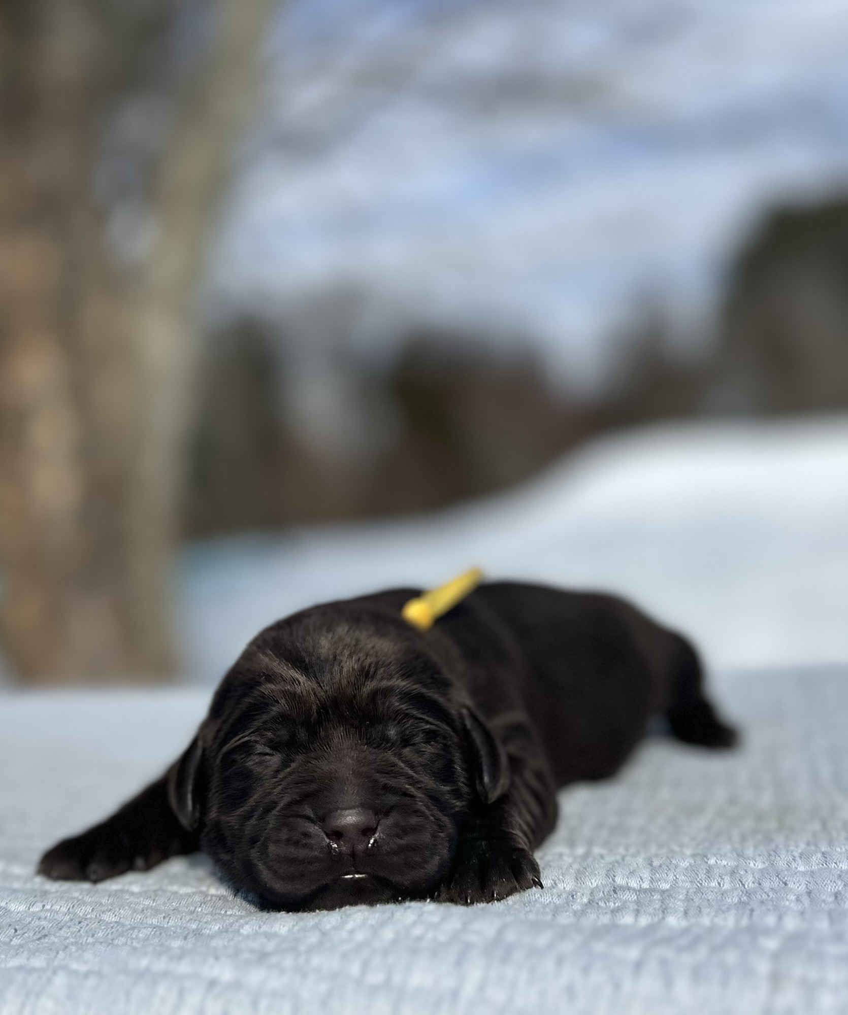Chocolate Male- You Choose 2nd (2 Total)