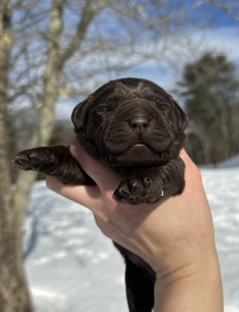 Chocolate Female- You Choose 2nd (2 Total)