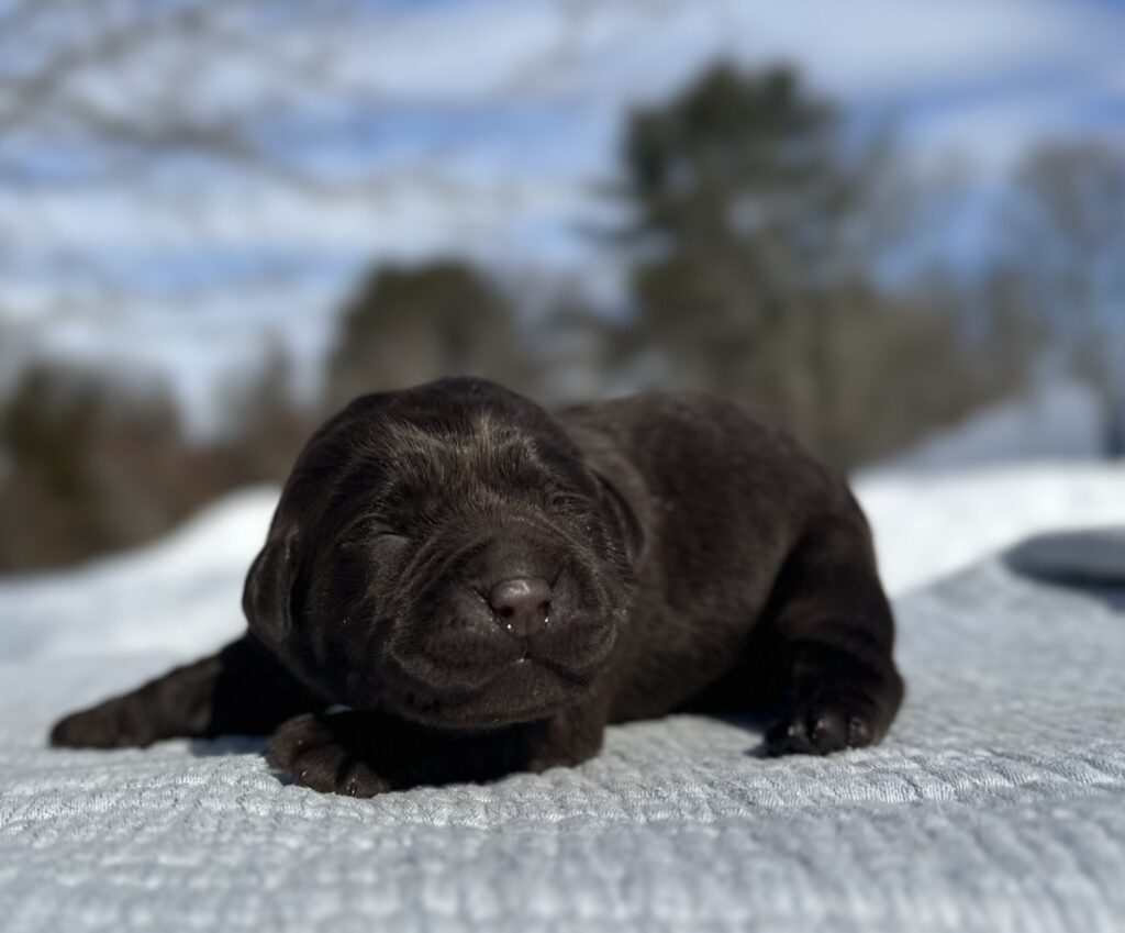 Sleeping Chocolate puppy on blanket
