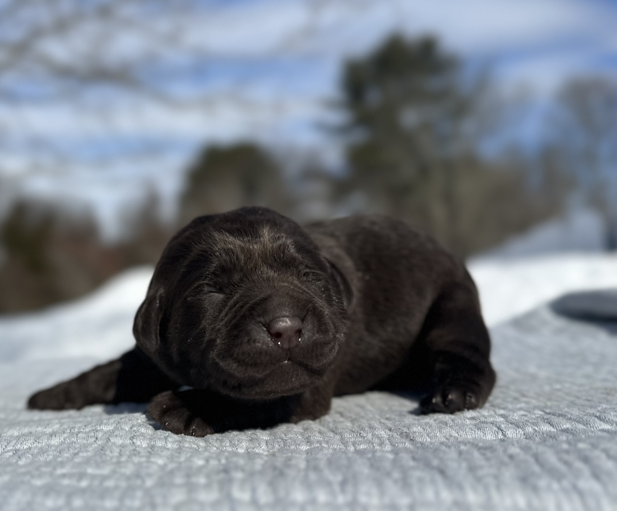 Chocolate Female- You Choose 2nd (2 Total)