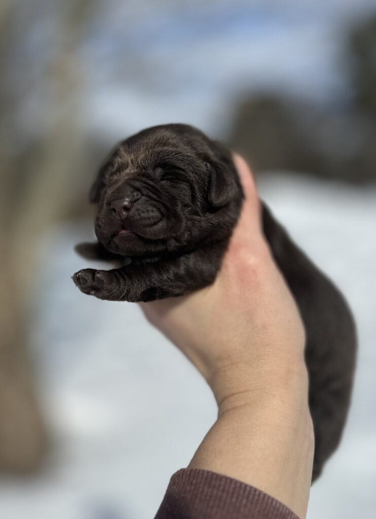 Feb Litter 2026 Chocolate