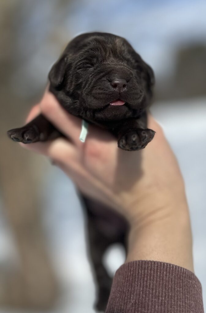 Feb Litter 2026 Chocolate