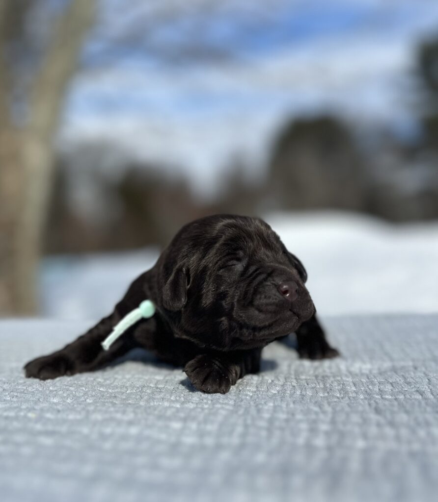 Feb Litter 2026 Chocolate