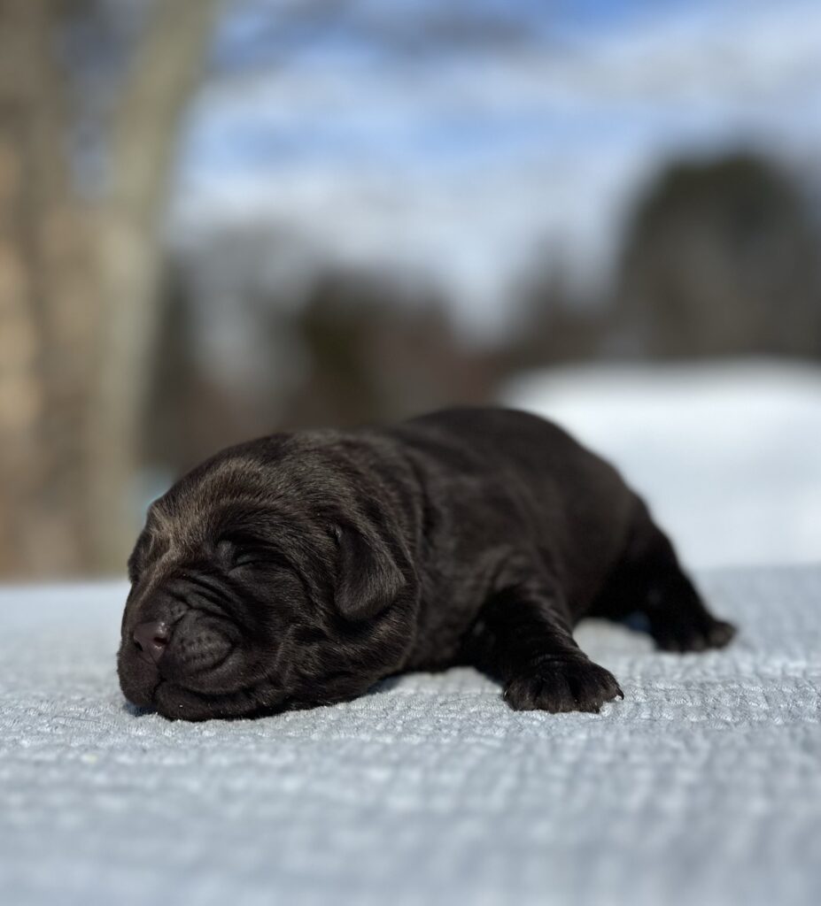 Feb Litter 2026 Chocolate